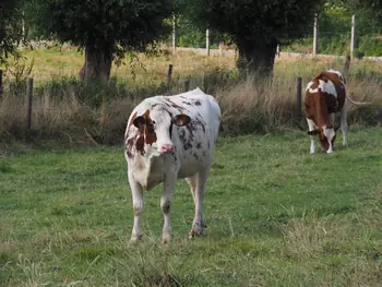 Roborst (België)